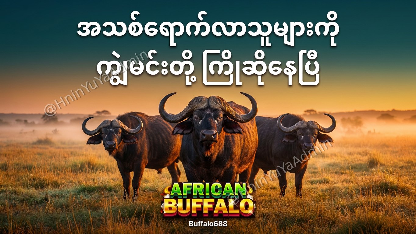 ကျွဲဂိမ်းအစစ် Buffalo688 ၊ကျွဲဘုရင် ၊ရှမ်းကိုးမီး၊ဘူကြီး