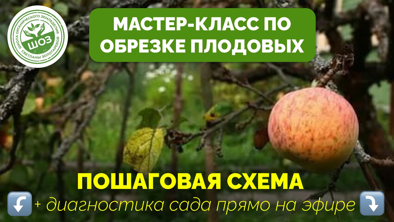Мастер-класс по обрезке деревьев