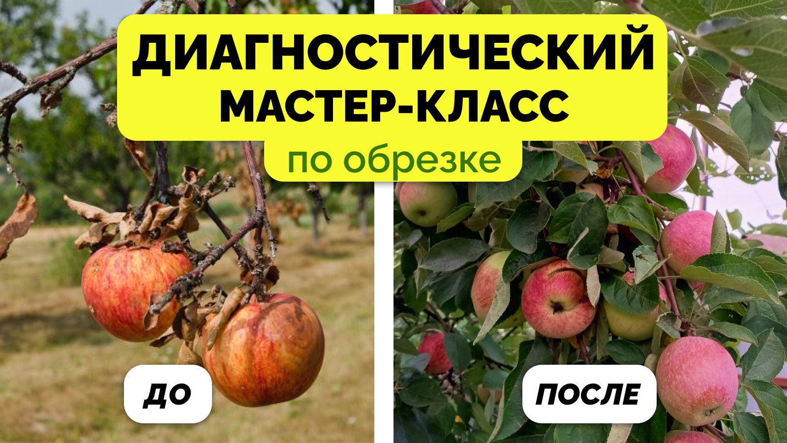 Мастер-класс по обрезке деревьев