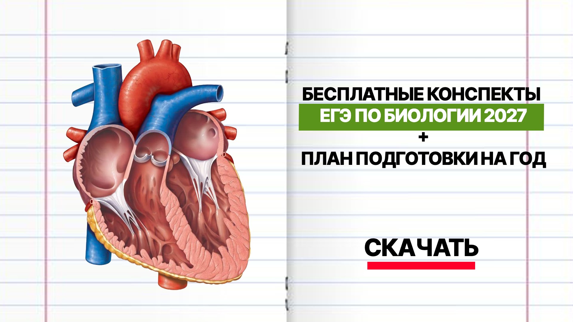 Тамерлан Харди и Артур Вайнберг | Биология ЕГЭ | ЕГЭХАБ