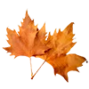 🍁